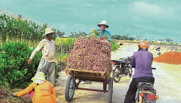 Lý Sơn vào mùa thu hoạch hành